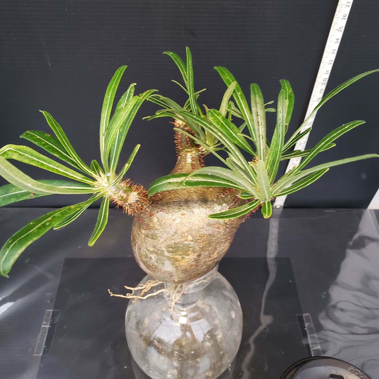 【現地株】発根管理4年目パキポディウムグラキリス N445【自社養生・発根株】Pachypodium グラキリス（S）（現地球
