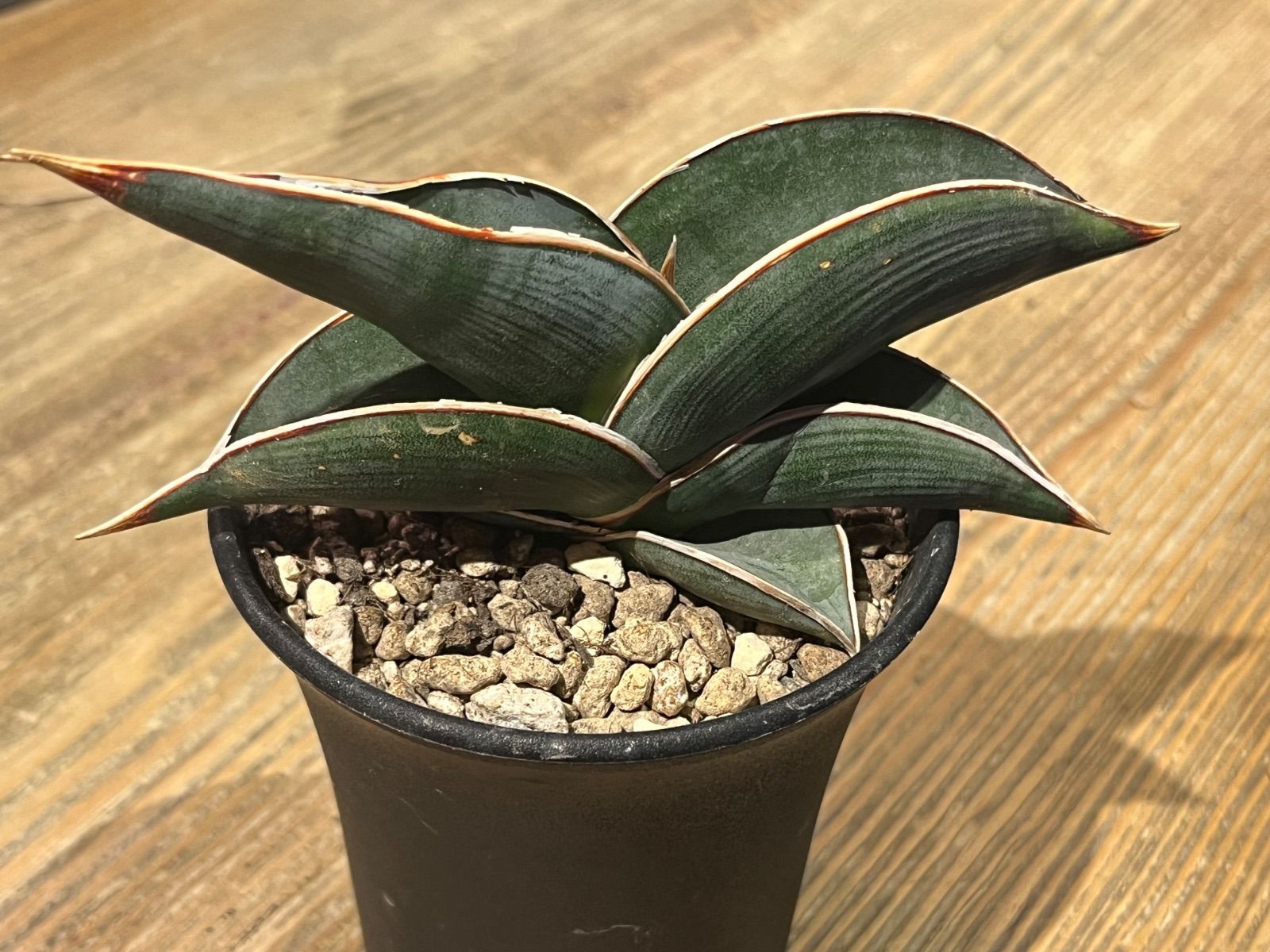 美縞】 ロリダ バリエガータ サンスベリア 斑入り 希少 抜き苗 美縞