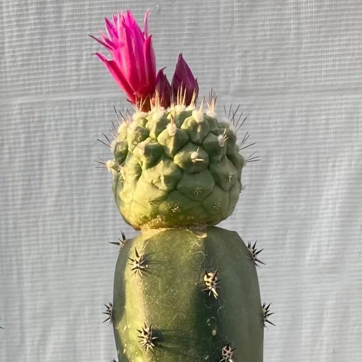 サボテン 赤花菊水 B