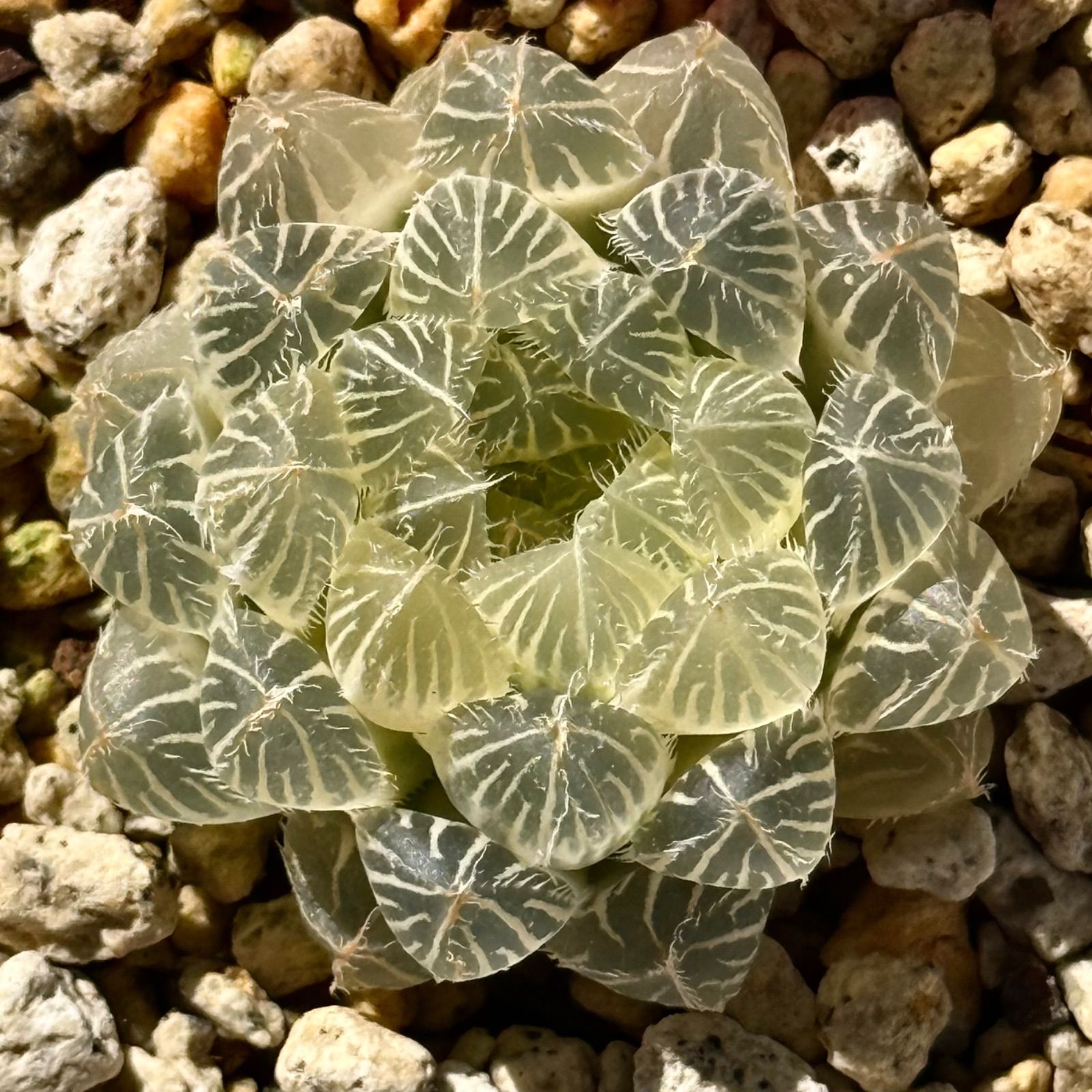 本日(5/27)だけ/2400→/2200＊スモークツリー&アジサイのリース 【公式