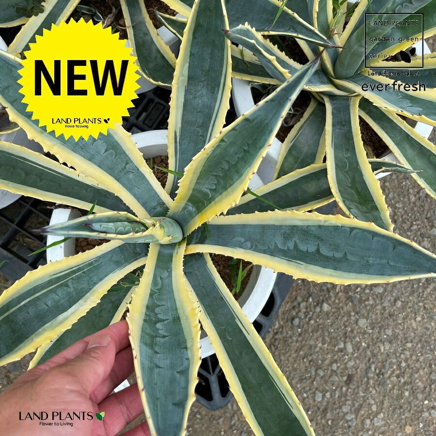 アガベ　アメリカーナ　大株　鹿児島　引き取り限定　ドライガーデン アガベ アメリカーナ 大株 鹿児島 引き取り限定 ドライガーデン アガベ