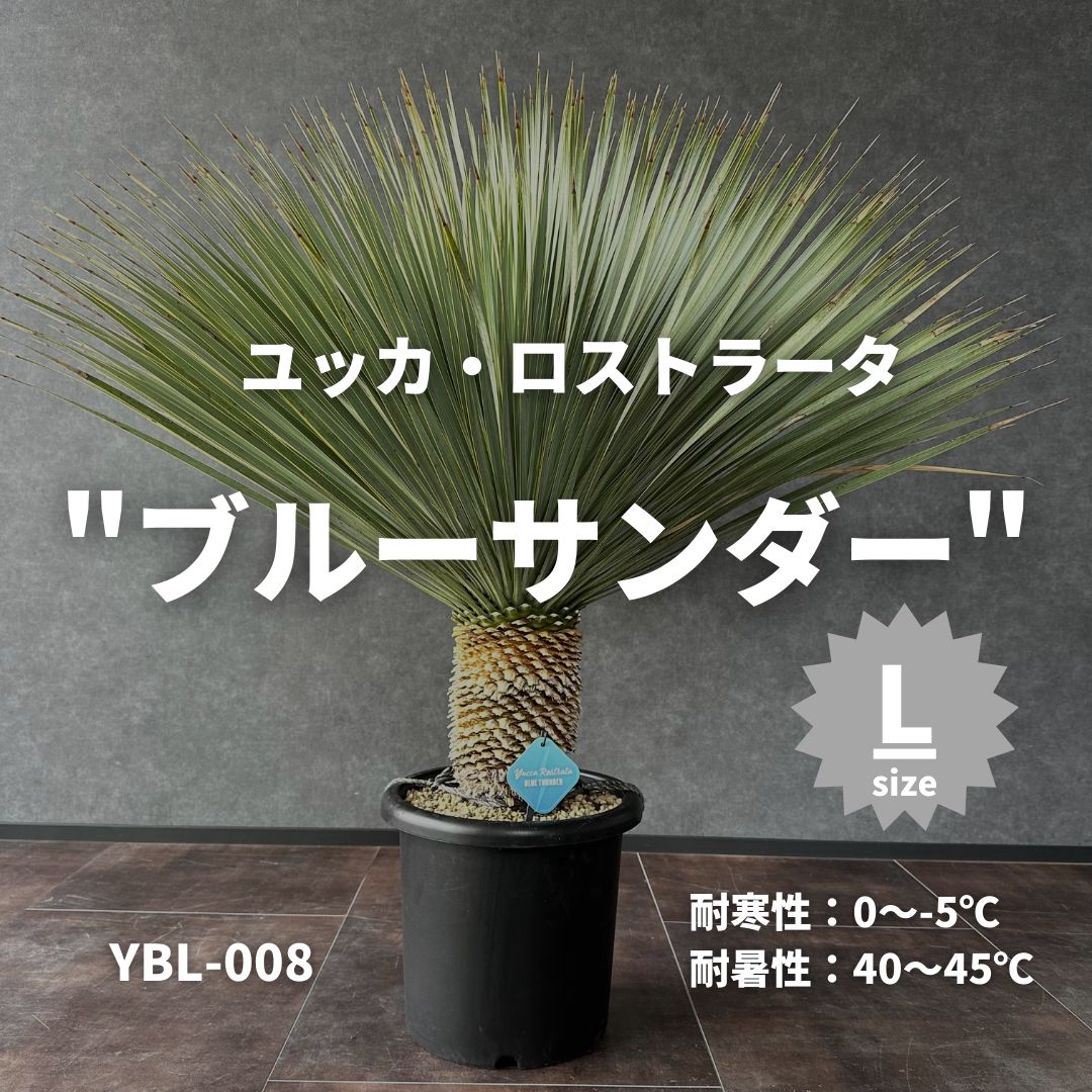 ドライガーデンに。ユッカ ロストラータ ブルーサンダー