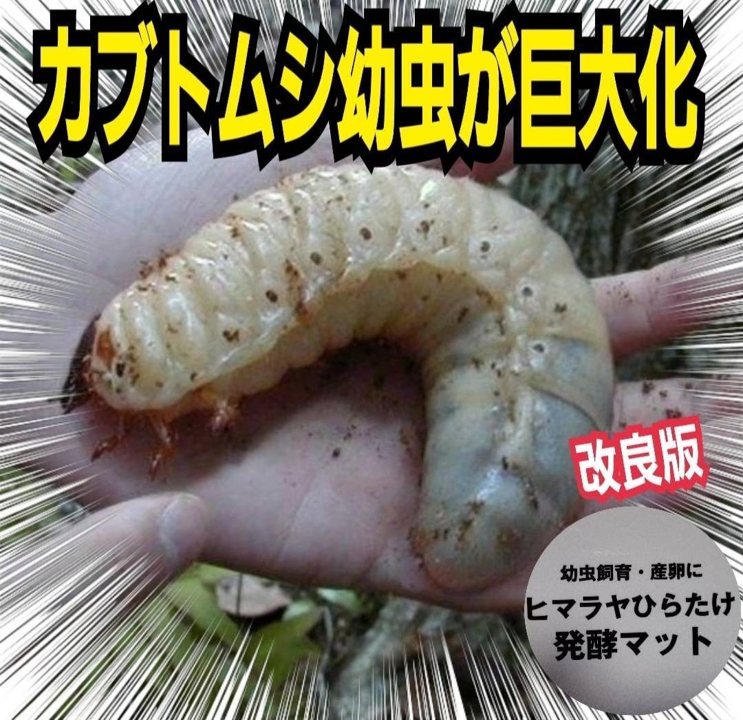 カブトムシ幼虫の餌☆栄養価抜群で大きくなります！ヒマラヤひらたけ発酵マット巨大化