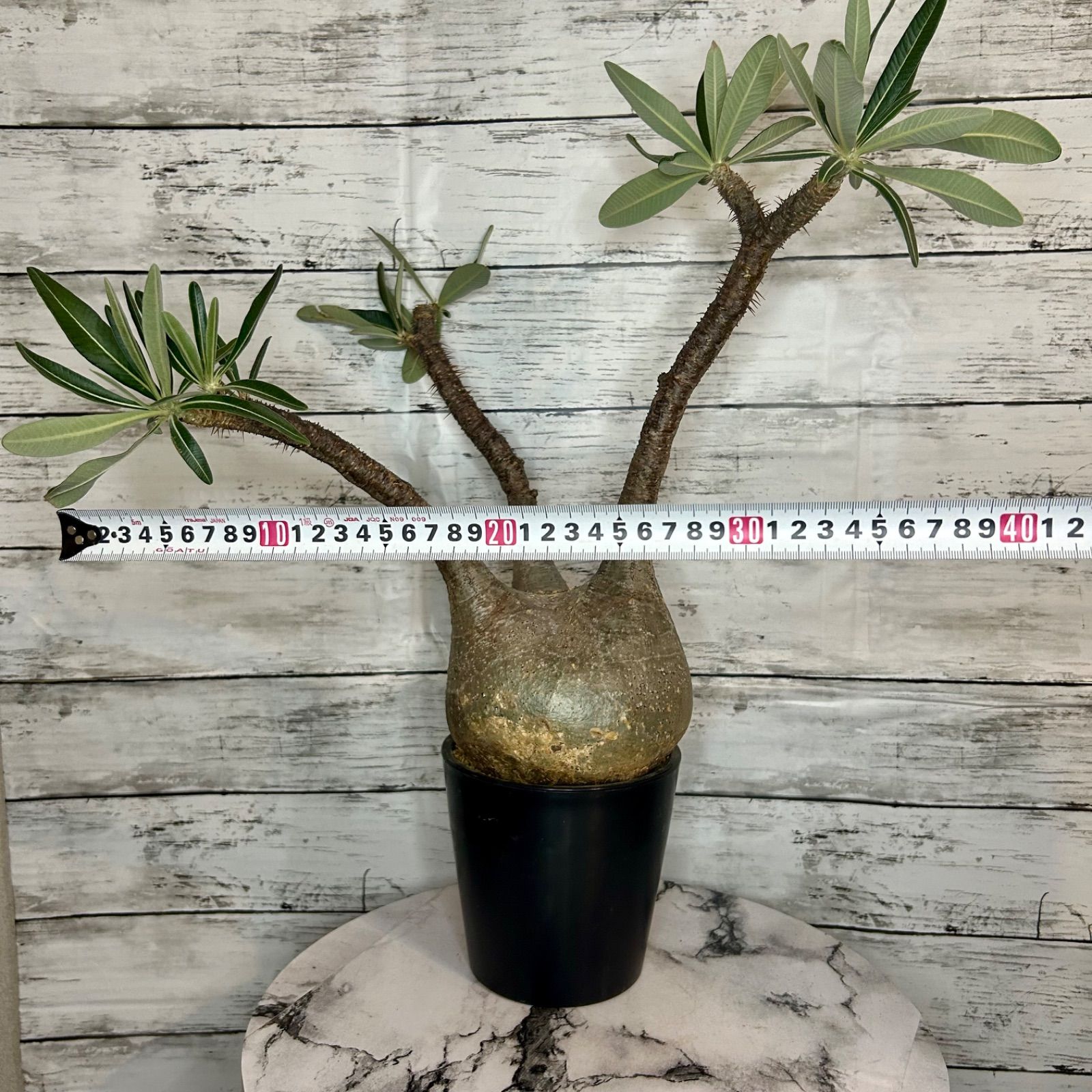 古*R様 パキポディウム グラキリス 未発根 ベアルート 現地株 美形 古*R様 パキポディウム グラキリス 未発根 ベアルート 現地株 美形 古*R