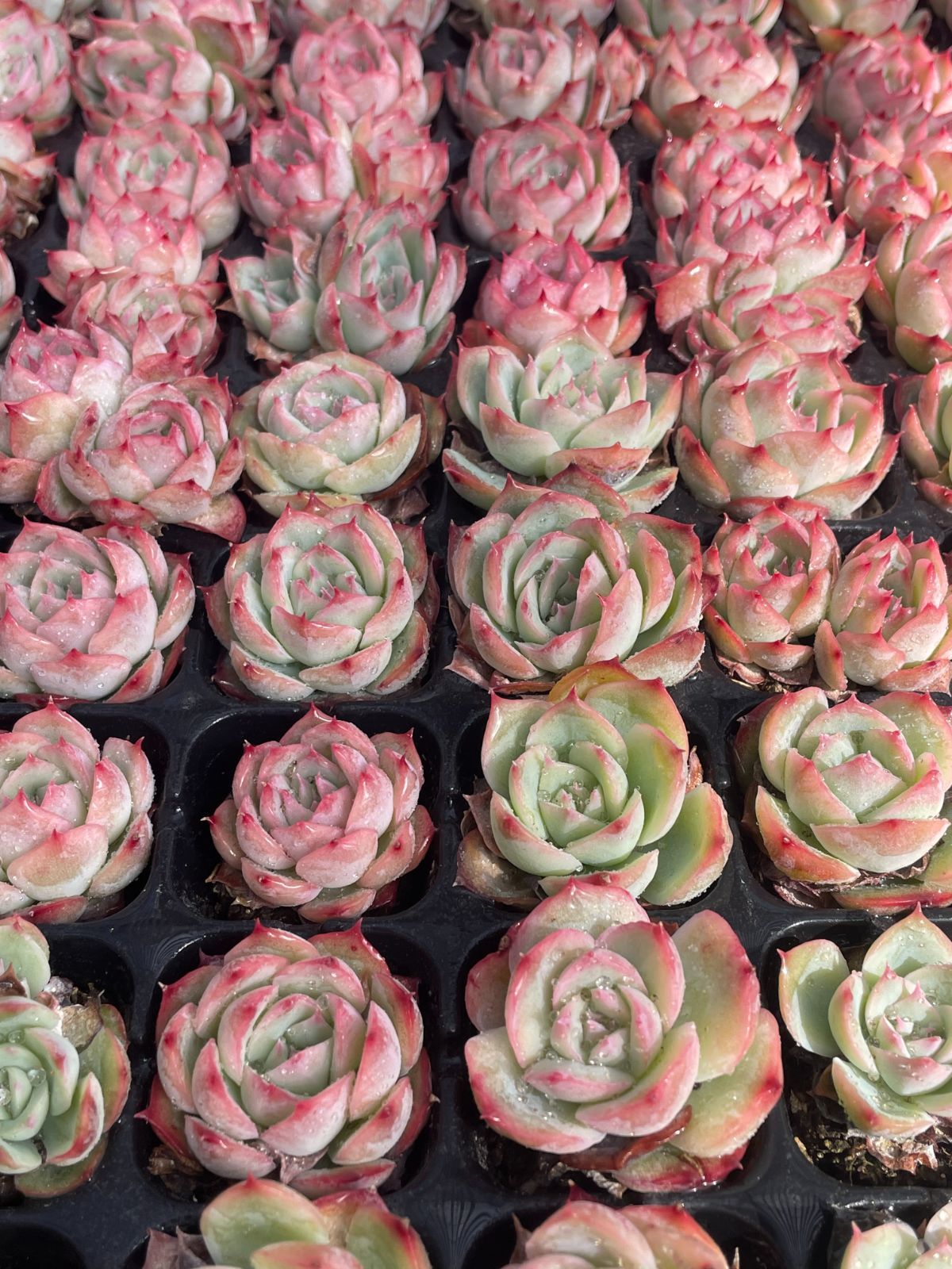 アイスコア Y194-1 128苗 多肉植物 土と根付き エケベリア レア種 韓国苗