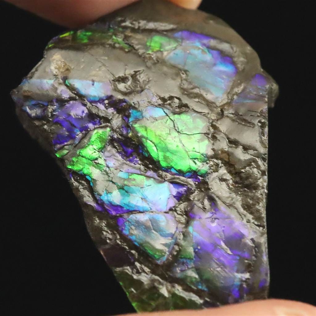 アンモライト アンモナイト化石 スライス 原石 7.4g 【榎本通商92234