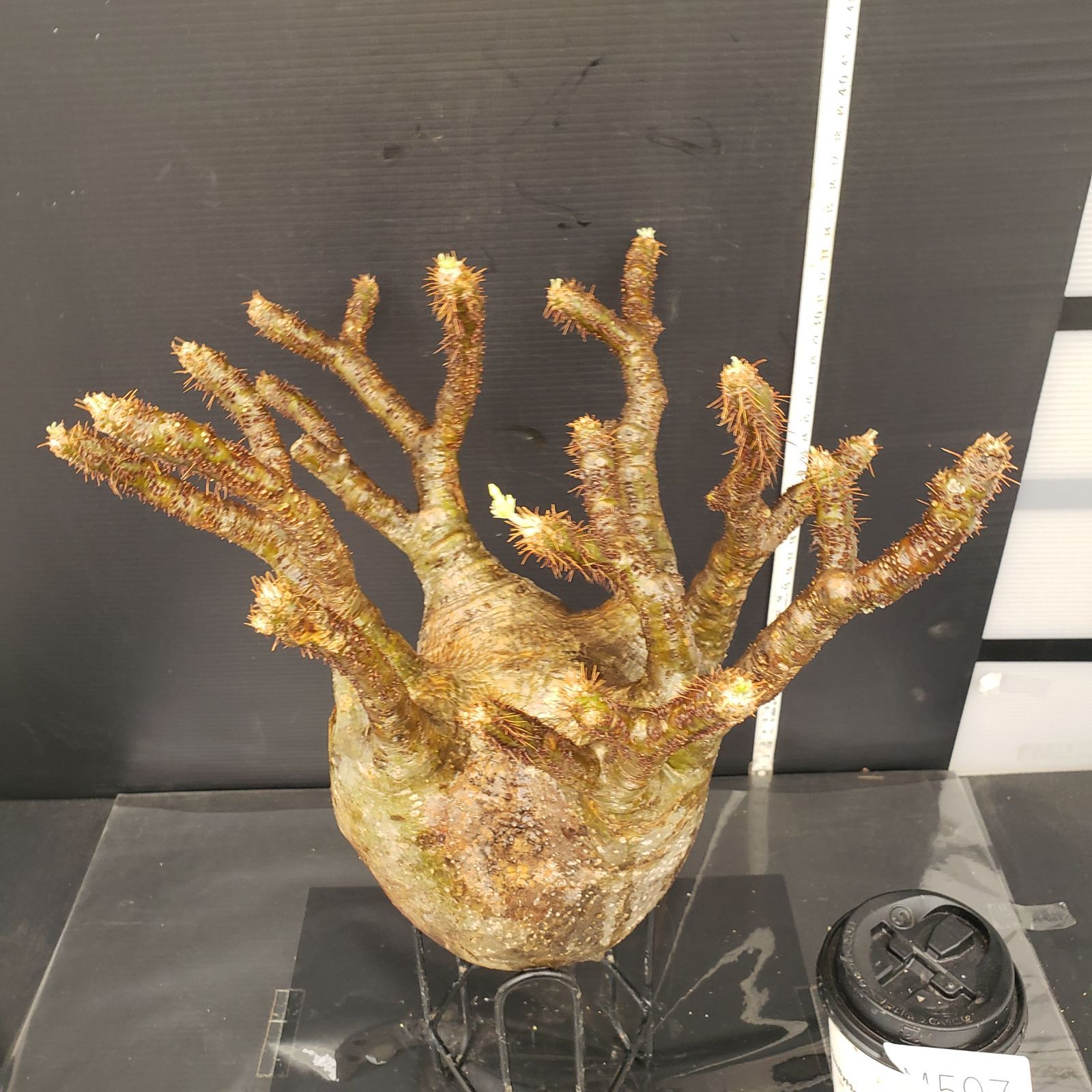 M597【最新到着】Pachypodium グラキリス（L）（現地球・抜き苗