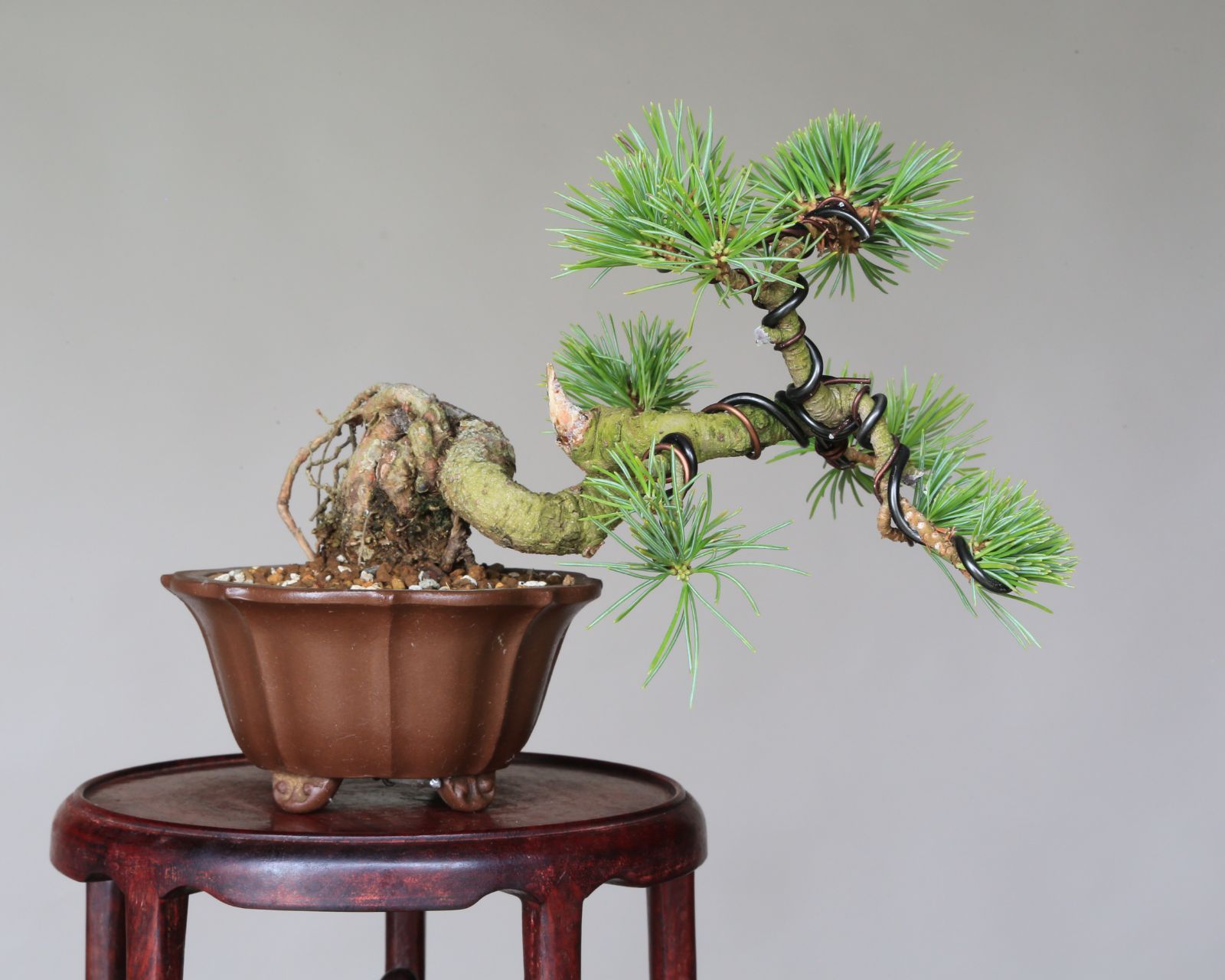 吾妻五葉松 大巓性