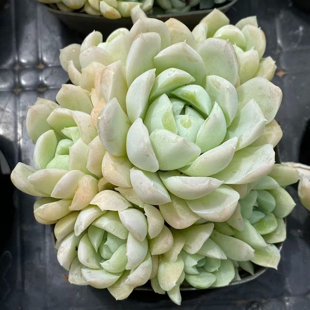 ZM1641×50 ハクゲツエイ 抜き苗 多肉植物 アエオニウム エケベリア 韓国苗