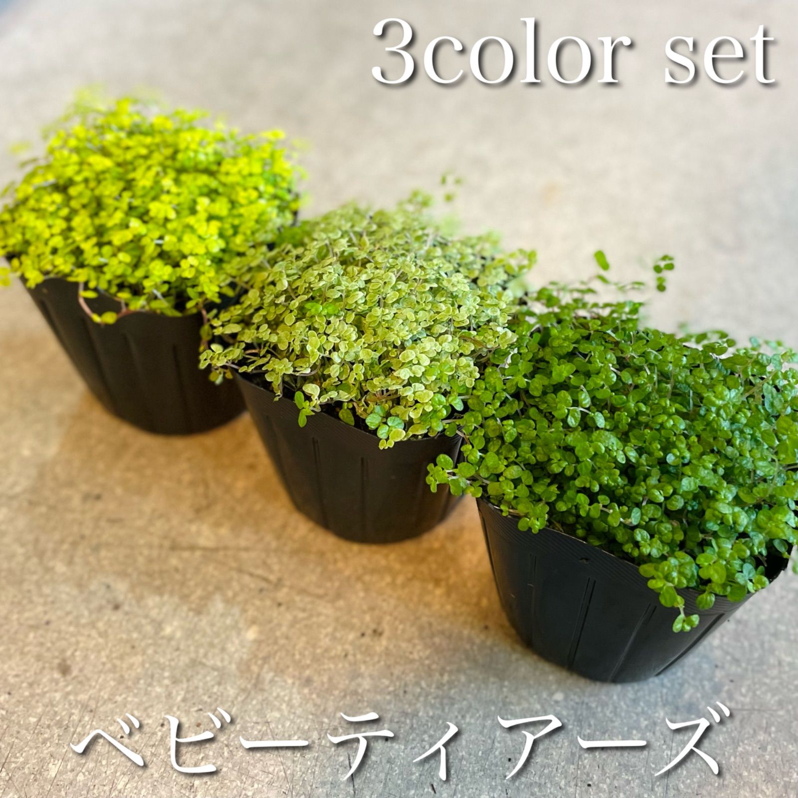 ベビーティアーズ 3ポット(選べるカラー) - メルカリ