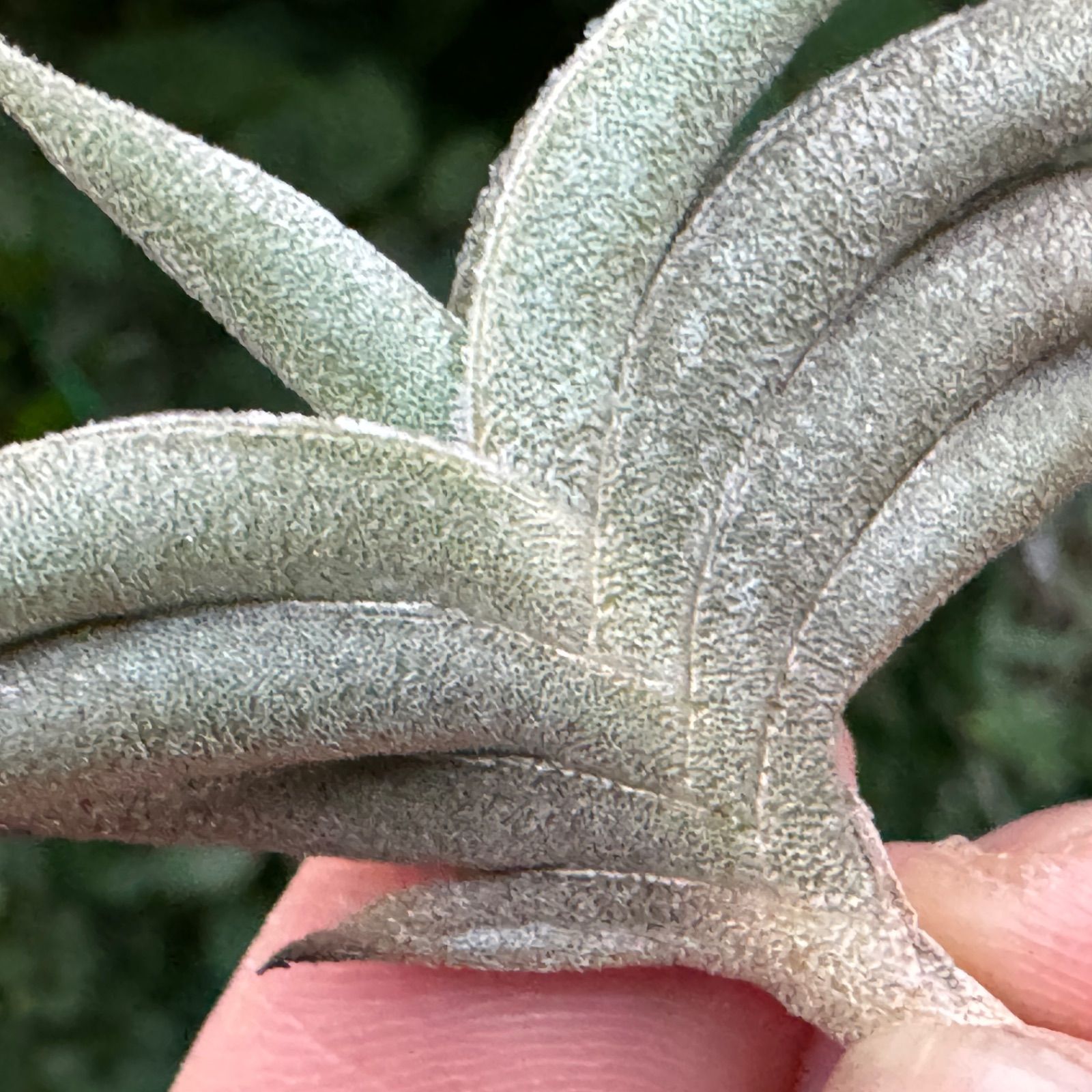 HR＊チランジア ギリエシー マイオール Tillandsia gilliesii fa