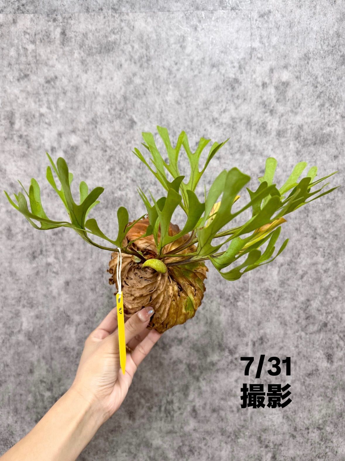 21 W35cm 特大サイズ ▽ridleyi WILD▽ 夏の希少リドレイ