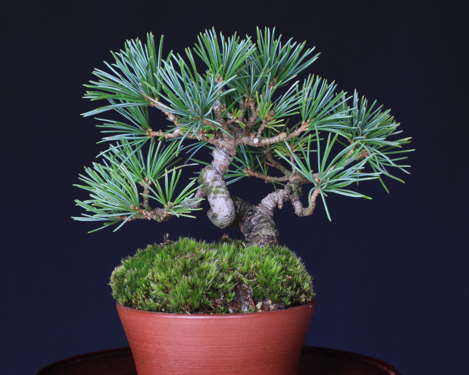 那須五葉松 実生 ミニ盆栽 泰寿園 Online 現品 盆栽 松柏 室内 鑑賞 趣味 卓上盆栽 盆栽鉢 グリーン 和 ギフト プレゼント 贈答品 敬老の日 記念日 お祝い 5