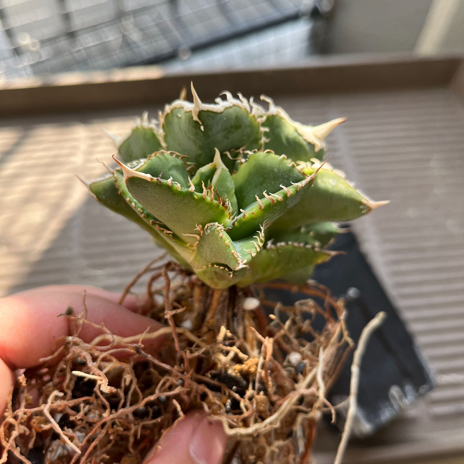 Agave titanota 白豪刺 子株 根付き 龍球會 アガベ チタノタ ①