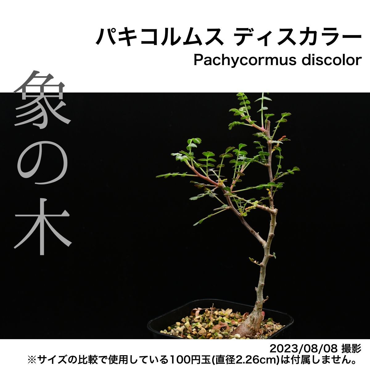2CL 実生 象の木 パキコルムス ディスカラー コーデックス 塊根植物