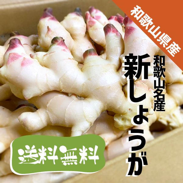 和歌山県産 新しょうが 2kg Lサイズ 和歌山 特産 甘酢 生姜 漬物