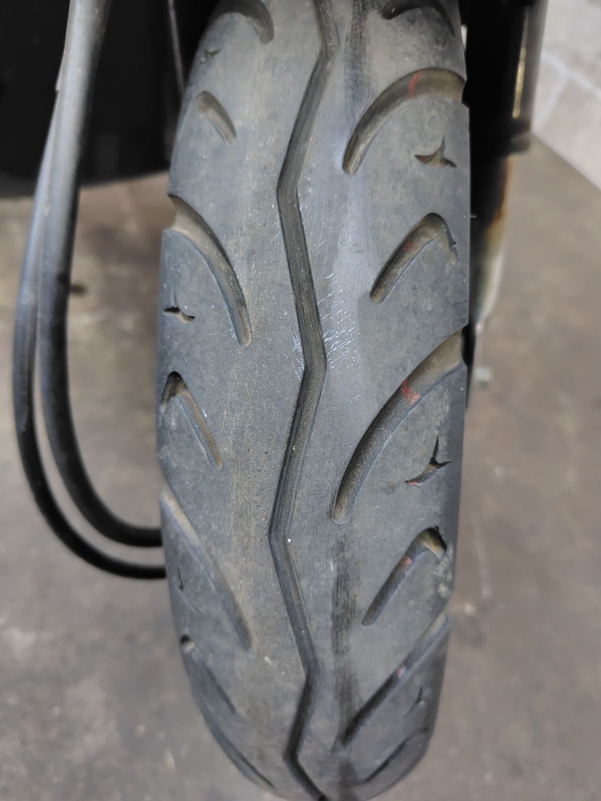 胴切り胴元株】 天芽5株付 鉢ごとメルカリ便発送 胴切り胴元株】 天芽5