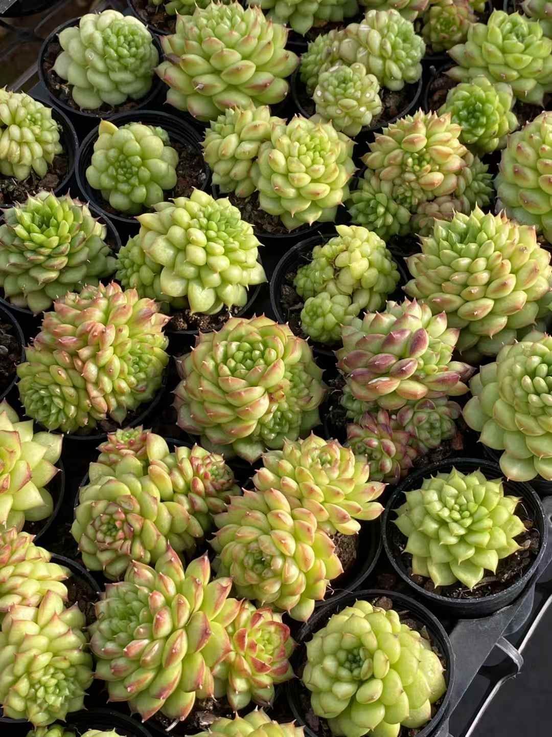 多肉植物 アエオニウム