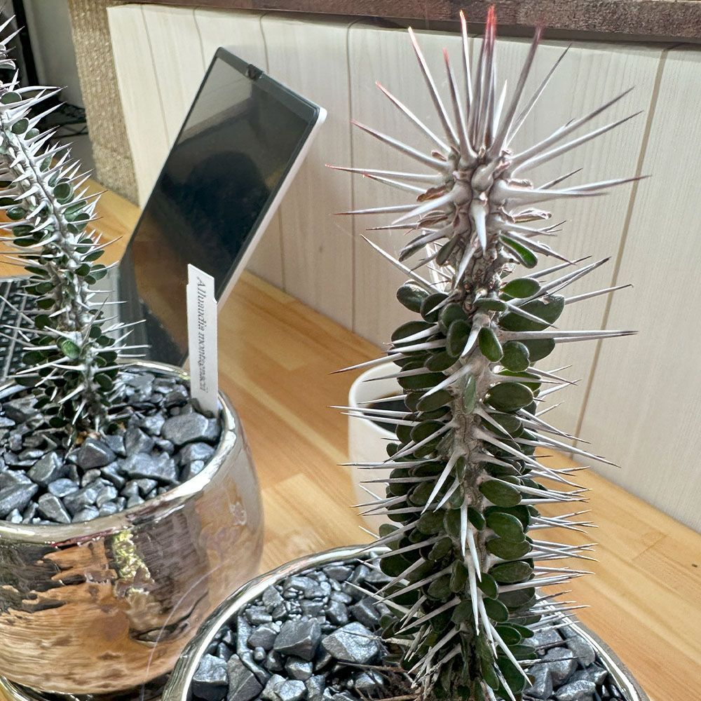 アローディア モンタグナッキー 陶器鉢 お皿付き 1/9(金)配送再開】観葉植物 希少品種 アローディア モンタグナッキー 5