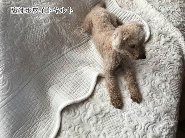 ホワイトクラシックフランネル