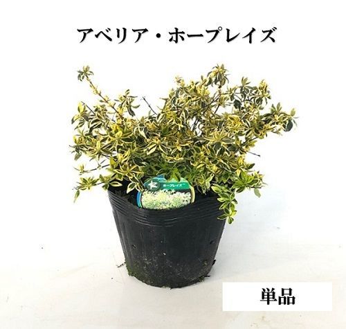 大森礼二 備前手鉢 共箱、共布、しおり