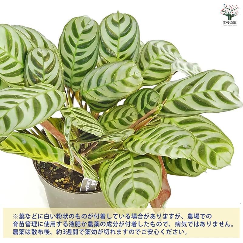 クテナンテ ブルレーマルクシー