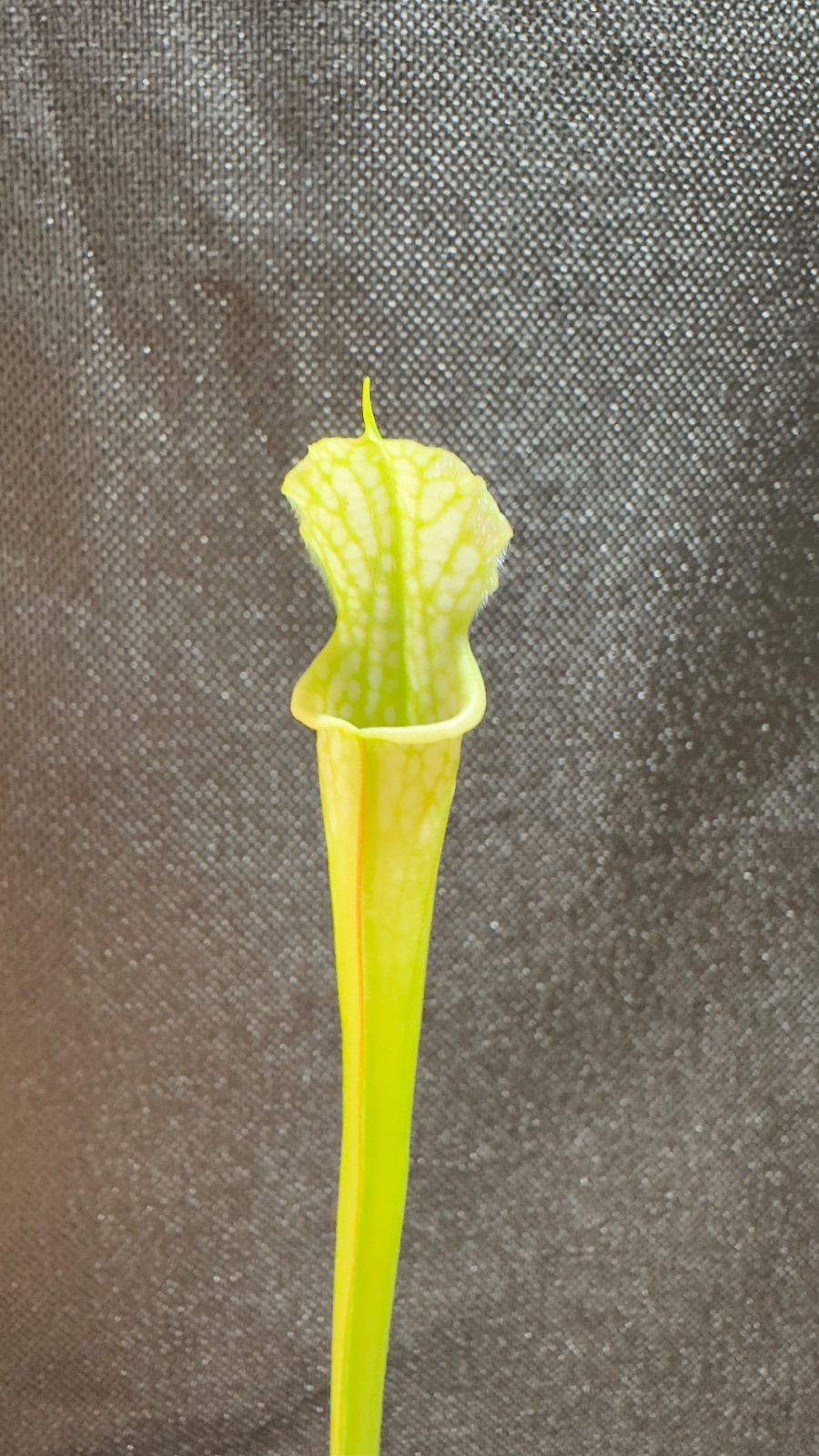 サラセニア レウコフィラ アルバ 【食虫植物】 - メルカリ
