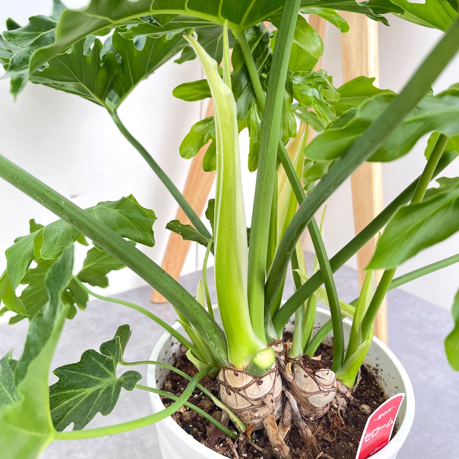 現品］10番 フィロデンドロン セローム 幹上がり 7号 観葉植物 大型