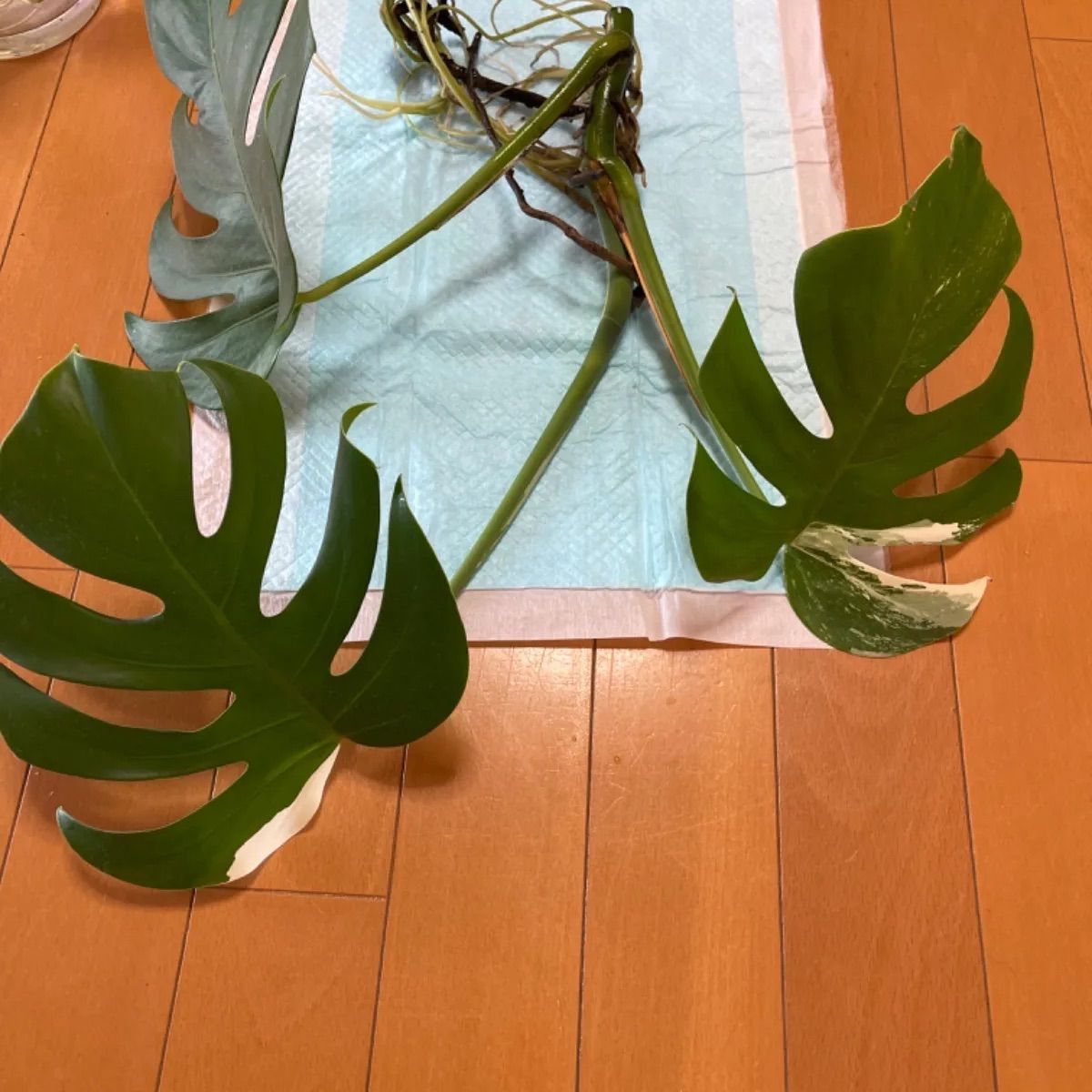 しっかり発根 斑入りモンステラ カット苗 - 植物/観葉植物