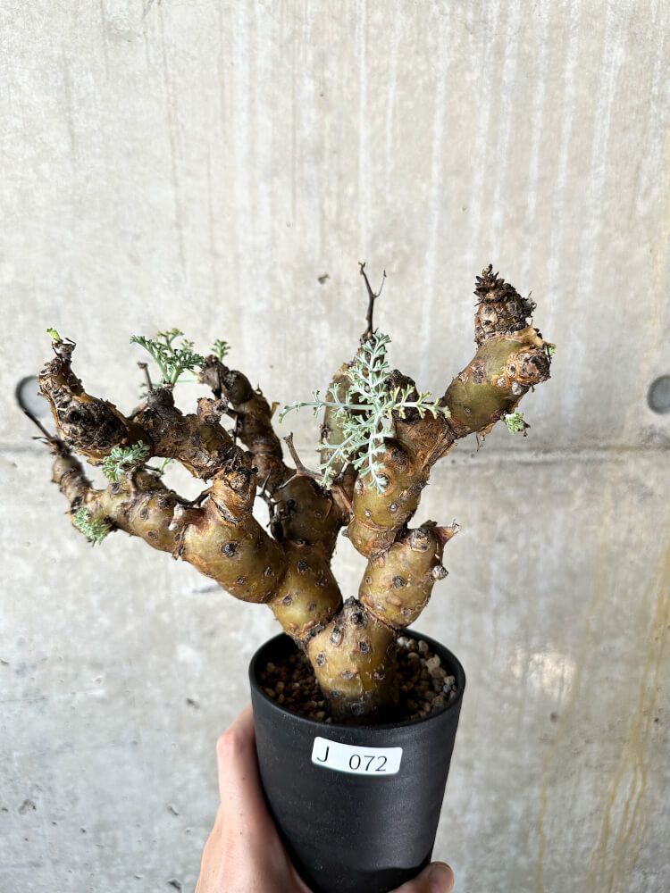 ペラルゴニウムトリステ現地株発根済み