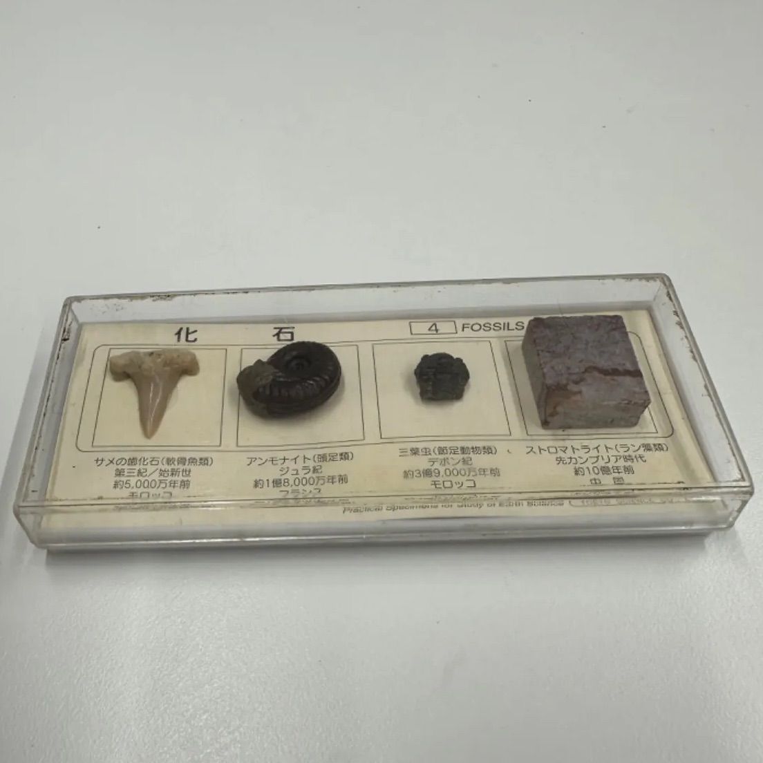 希少】化石 国立科学博物館 FOSSILS SPECIMENS サメの歯化石 アンモナイト 三葉虫 ストロマトライト 1024080200101T  （SNA） - メルカリ