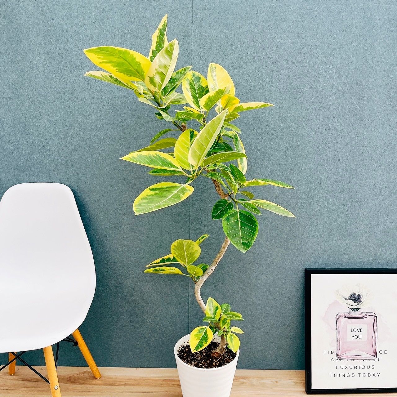 現品］97番 フィカス ベンジャミン 8号 観葉植物 大型 室内 ゴムの木 8