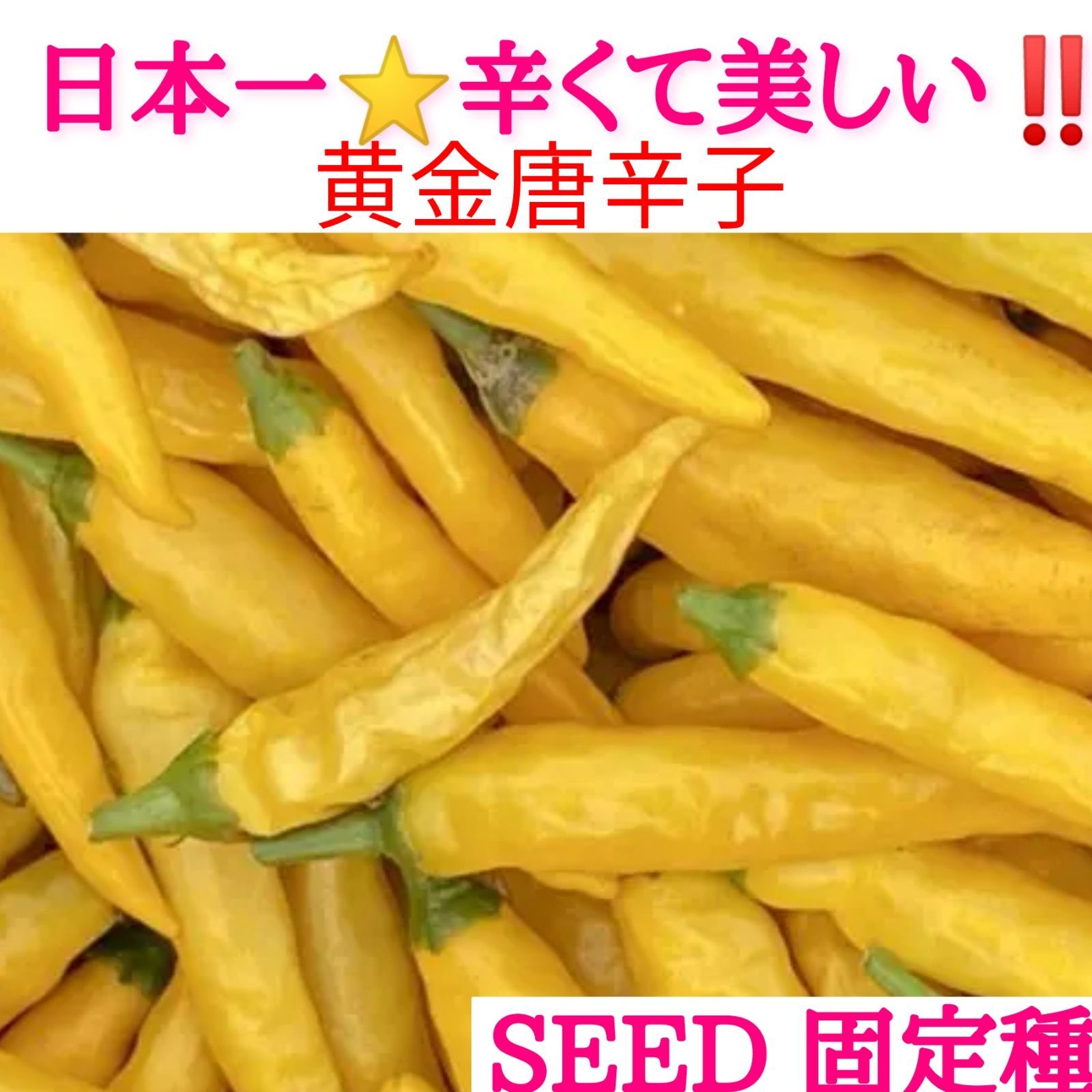 メルカリshops レア 日本一 辛くて美しい 黄金唐辛子の種 約10粒 固定種