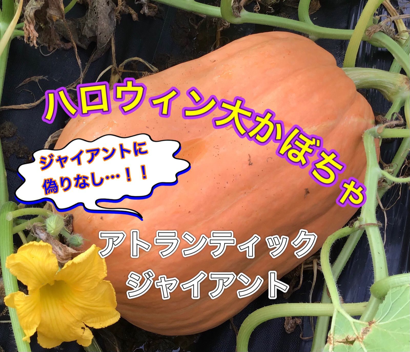 ハロウィンかぼちゃ本物《大きい！》ジャック オー ランタン - 中野川農業研究所 - メルカリ