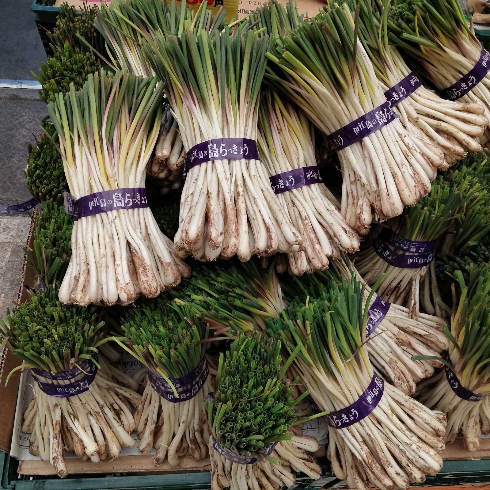 伊江島産 島らっきょう500g 農家直送！ - 野菜