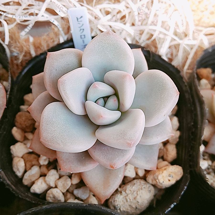 鉢·土付き]［メルカリらくらく便］ 🌵多肉植物 6種セット （バラ売り