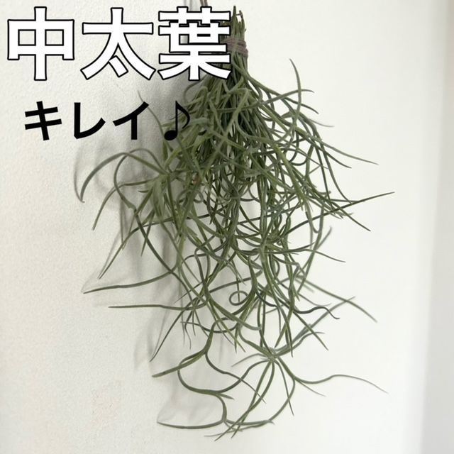 中太葉S23】ウスネオイデス スパニッシュモス エアープランツ 観葉植物