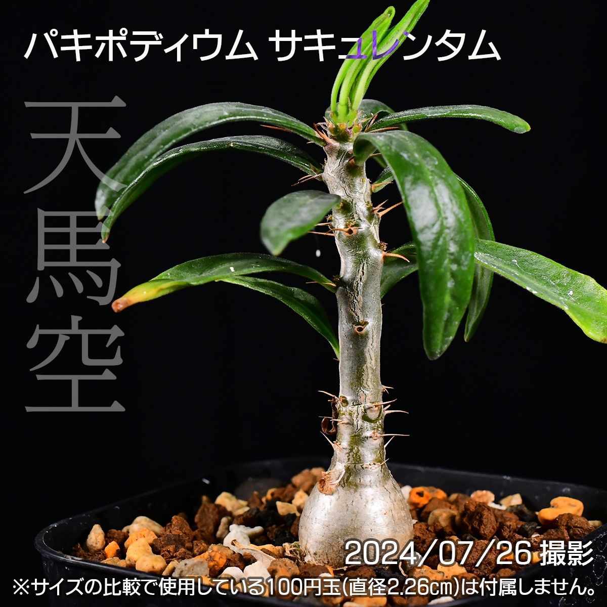 3DE 実生 天馬空 パキポディウム サキュレンタム コーデックス 塊根植物 パキポディウムサキュレンタム - メルカリ