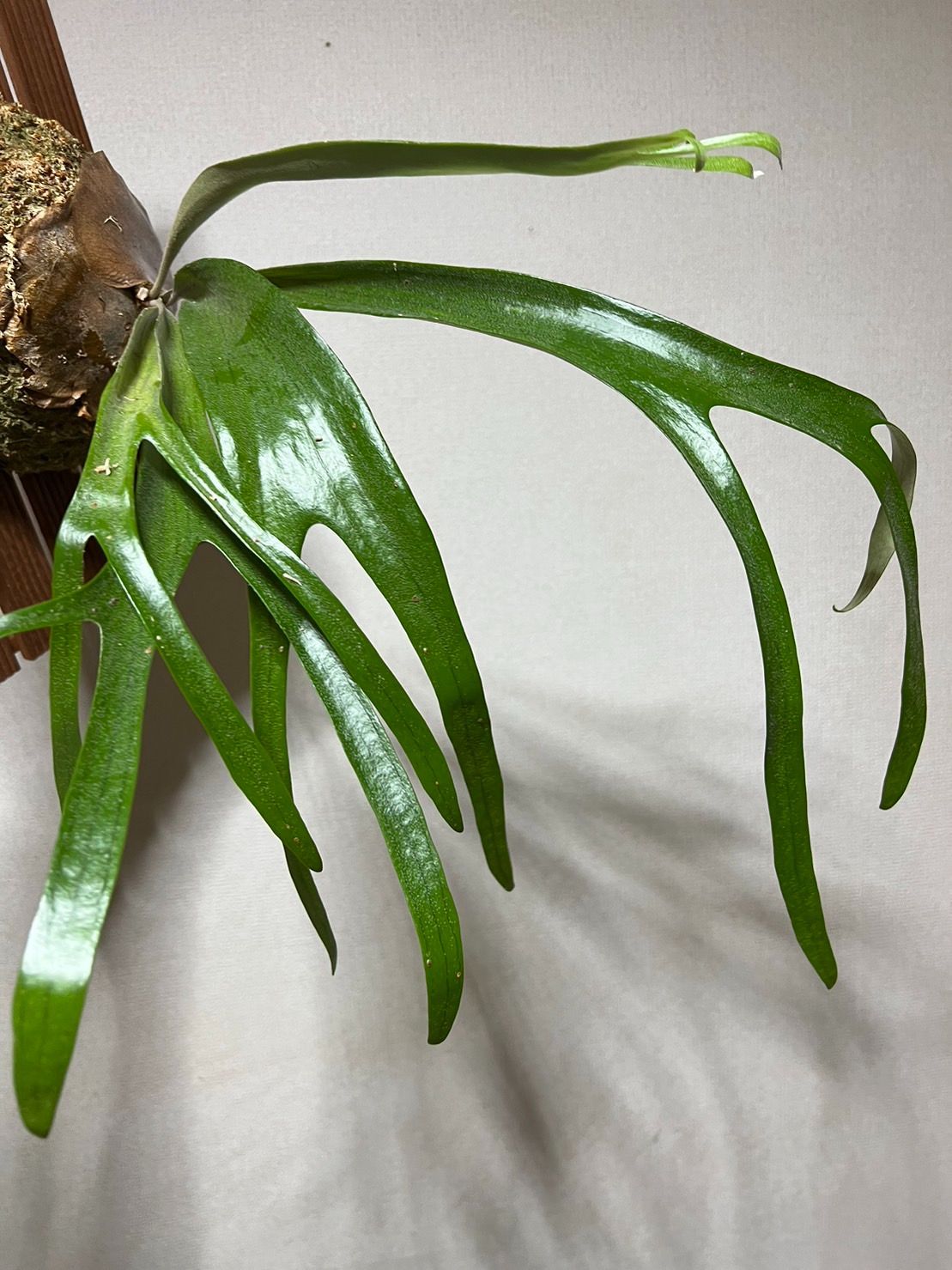 特大サイズ ▽P.walrusii▽ ワルシー レア【PLANET】ビカクシダ