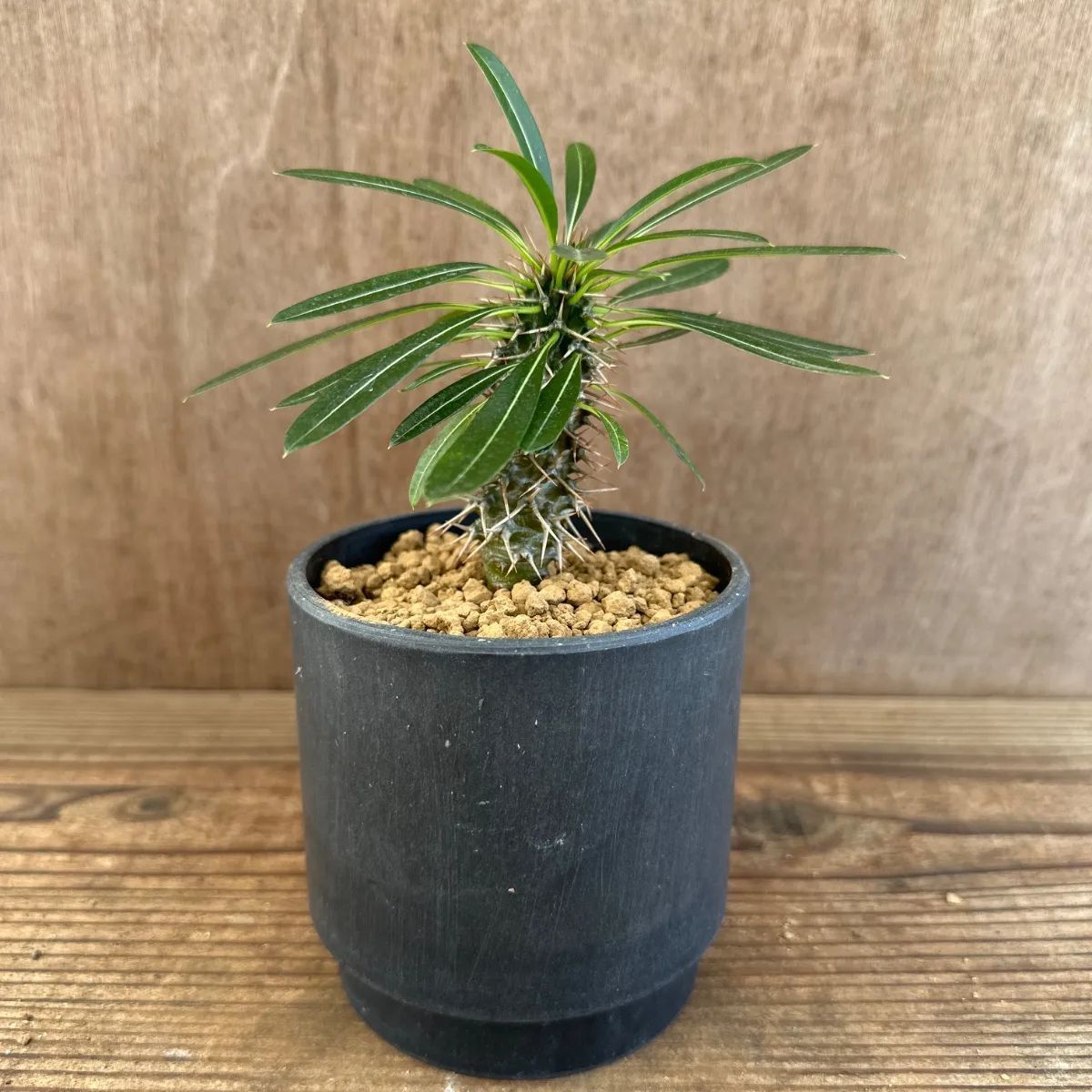 パキポディウム ラメレイ 黒ポット 現品 Pachypodhium lamerei 