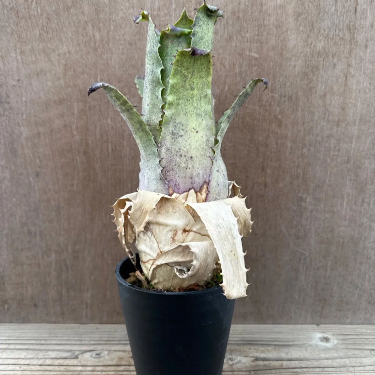 ホヘンベルギア sp.357 Hohenbergia sp.357 現品 観葉植物 観葉 植物