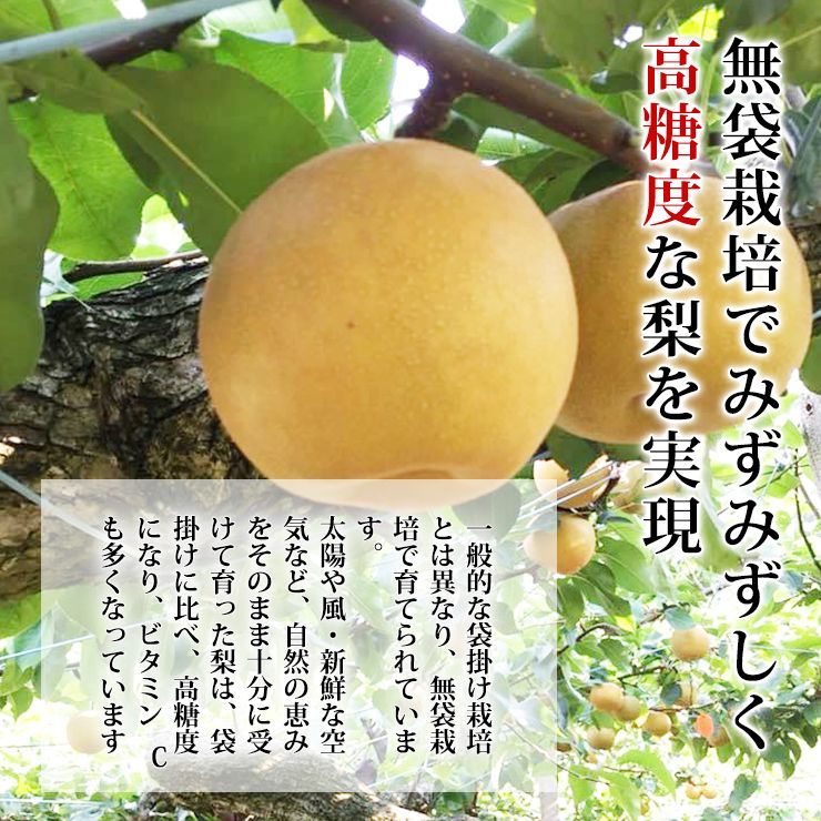 予約 10月上旬出荷予定】秀品 大門梨 低農薬 有機栽培 新高 10kg 富山