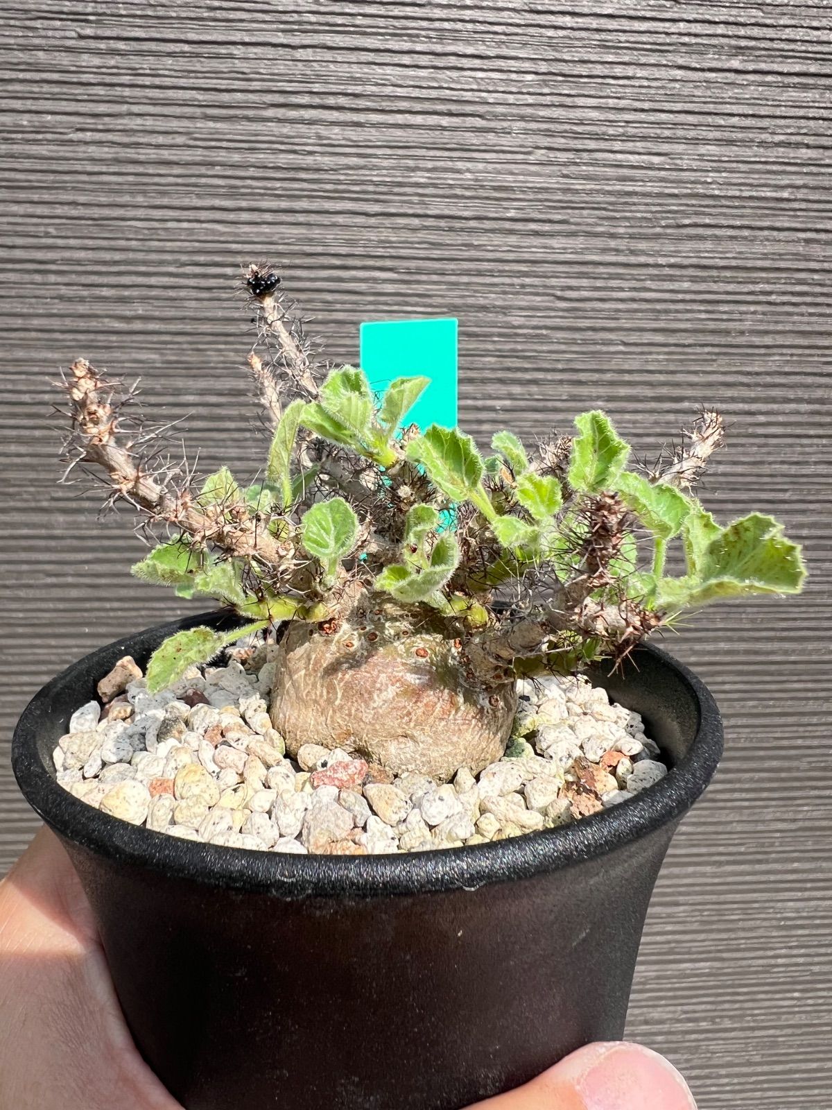 ヤトロファ マルギナータ Jatropha marginata 国内実生苗