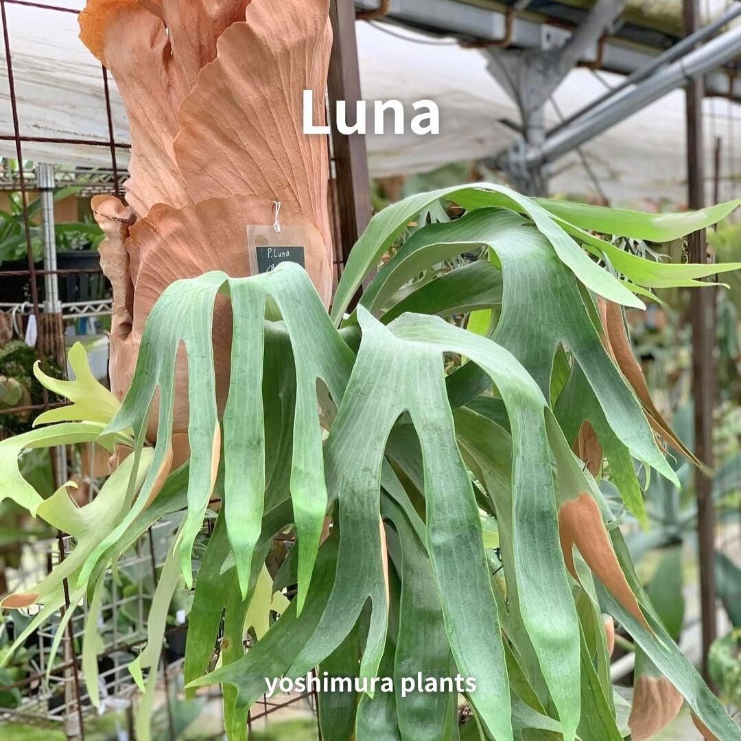 胞子] Luna ビカクシダ - メルカリ