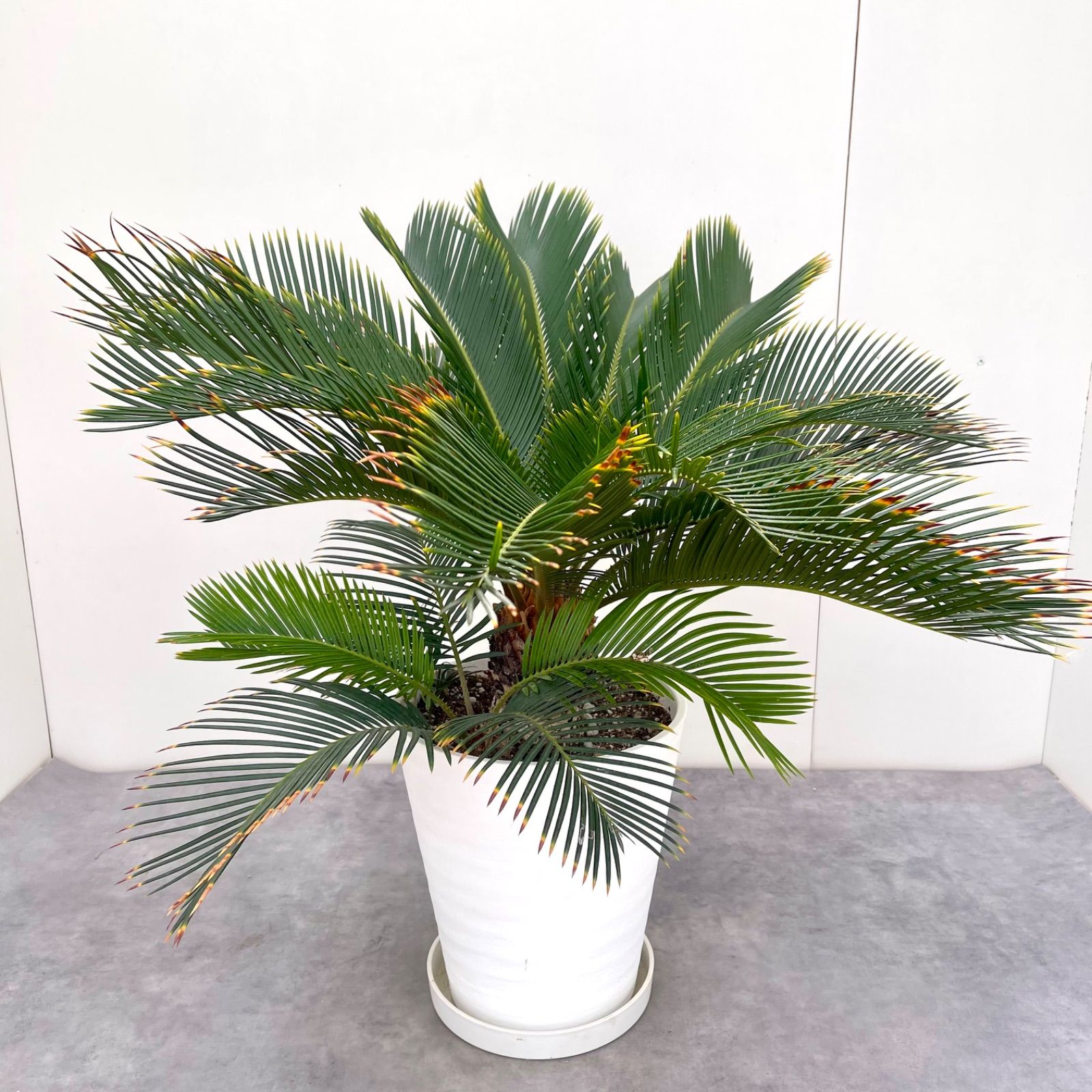 引取限定) 金環ソテツ 金環蘇鉄 子株 希少種 引取限定) 金環ソテツ