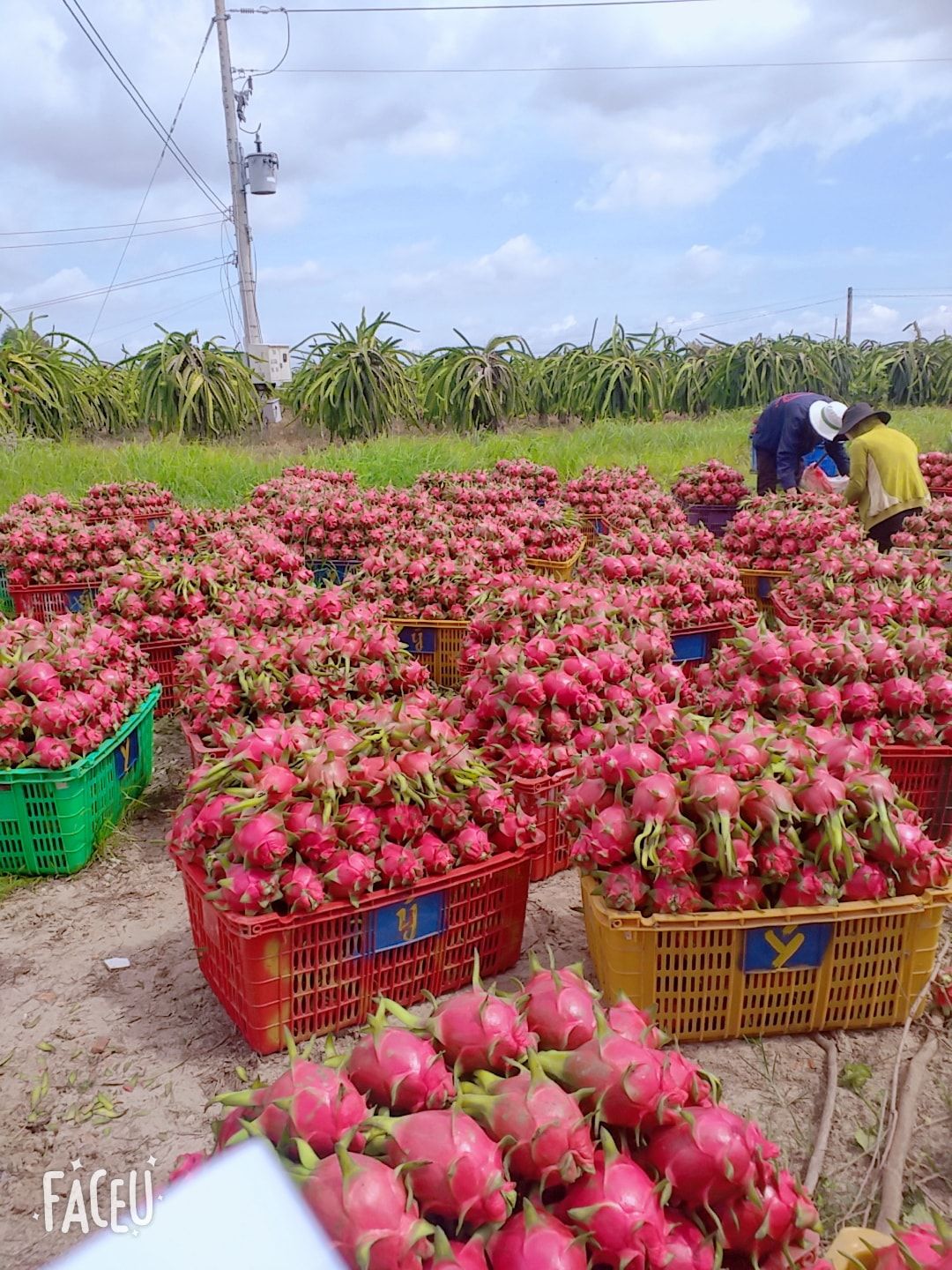 ドラゴンフルーツ（レッド） 20玉Set /1箱 紅心 火龍果 thanh long 火龙果