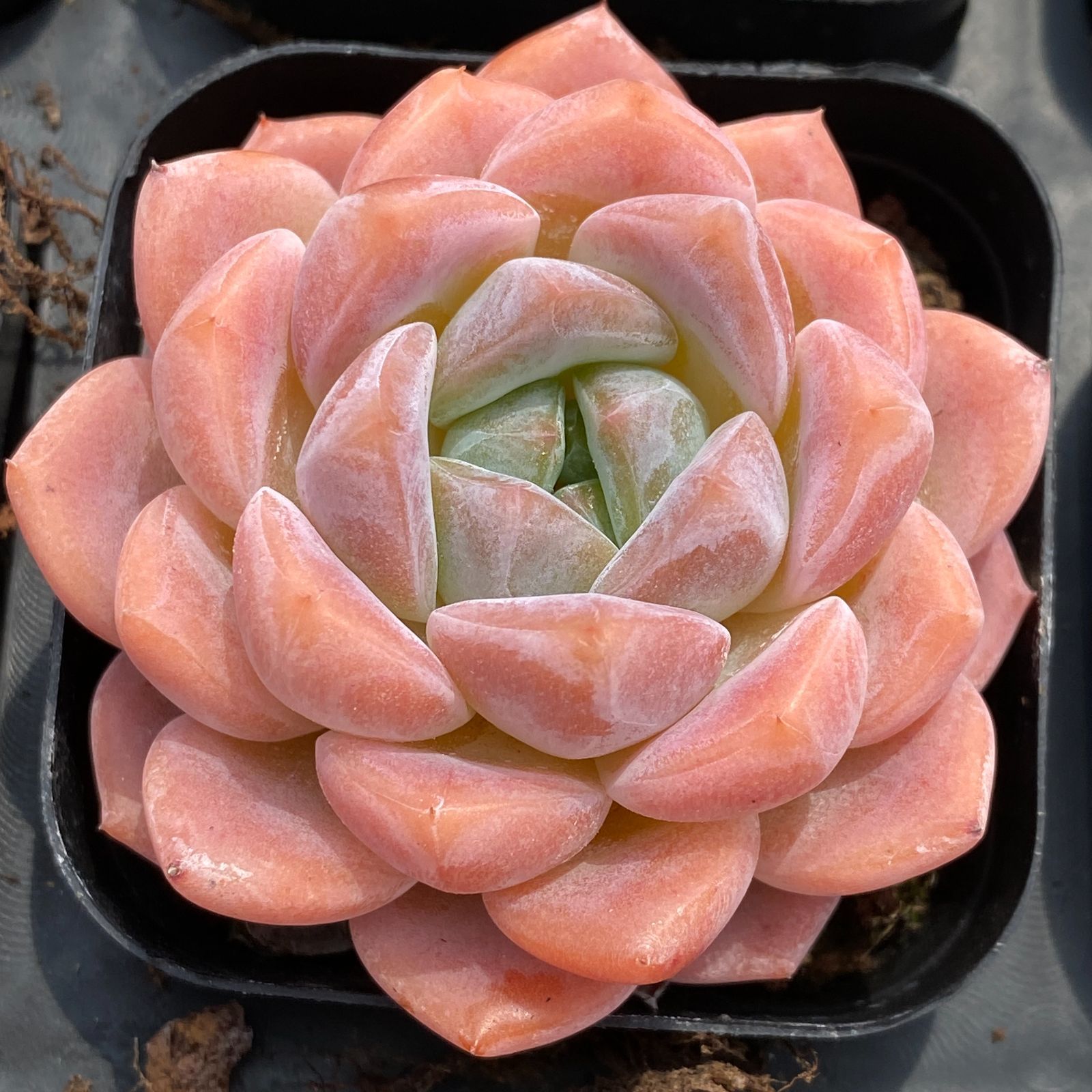 LB1343×50 セイテイ 抜き苗 多肉植物 アエオニウム エケベリア 韓国苗 YUZUMIYA_COM