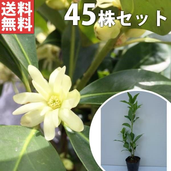 苗|苗木 45本セット シキミ 樹高0.3m前後 10.5cmポット 苗木 苗 しきみ 樒 櫁 植木 庭木 生け垣 生垣 kb 45本 45
