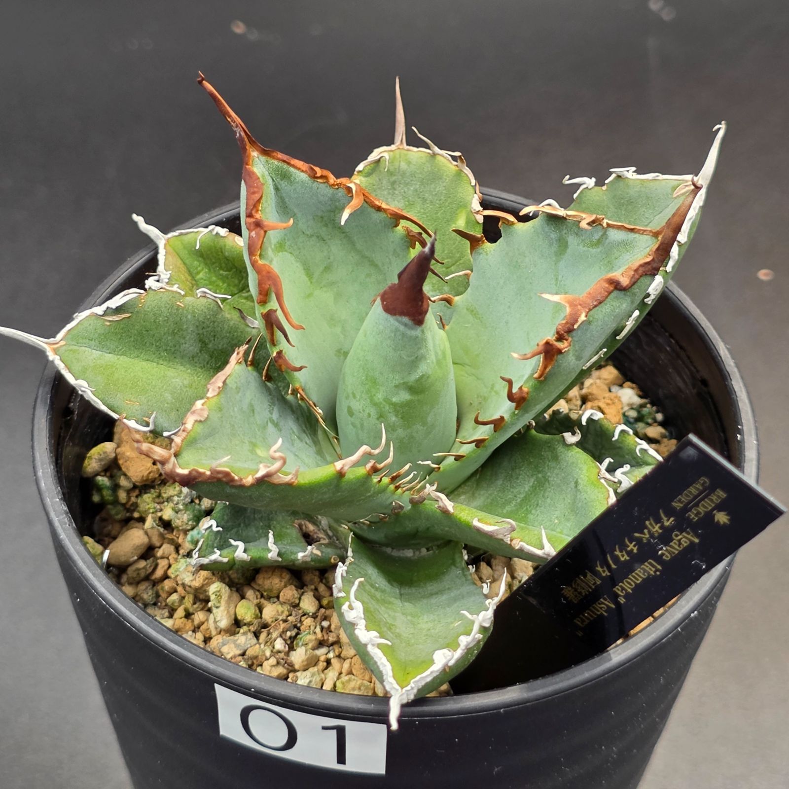 アガベ　阿修羅 アガベ・チタノタ「阿修羅（アシュラ）」 3.5号鉢 | | チタノタ銘品