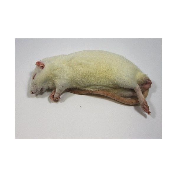 【クール便発送】 冷凍アダルトラット L 5匹入 冷凍マウス 冷凍ラット 冷凍餌 エサ えさ 爬虫類 両生類 猛禽類 大型魚 大型肉食魚